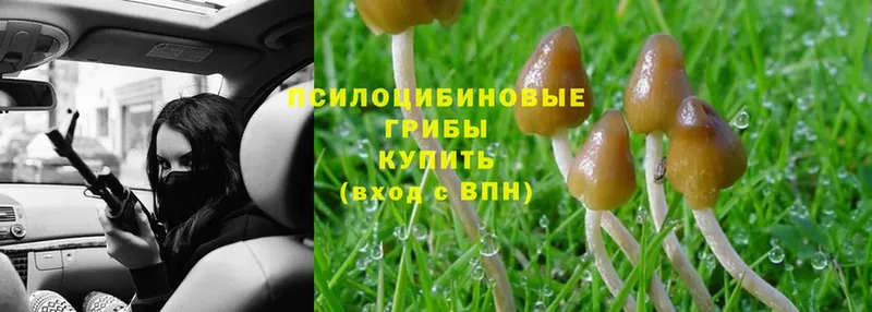 Галлюциногенные грибы Cubensis  Няндома 